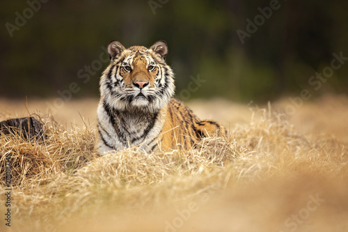 Siberian tiger is a Panthera tigris tigris population in the Russian Far East and Northeast China and possibly North Korea