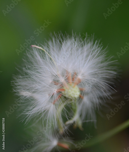 Close up shot of grass flower