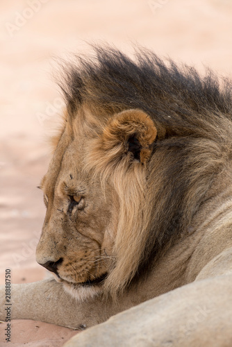 Fototapeta Naklejka Na Ścianę i Meble -  Lion, Panthera leo, Parc national du Kalahari, Afrique du Sud