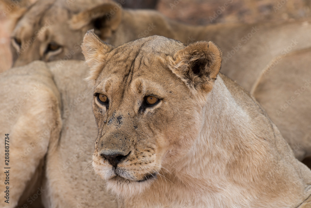 Lion, lionne, Panthera leo, Parc national du Kalahari, Afrique du Sud Lion, lionne, Panthera leo, Parc national du Kalahari, Afrique du Sud
