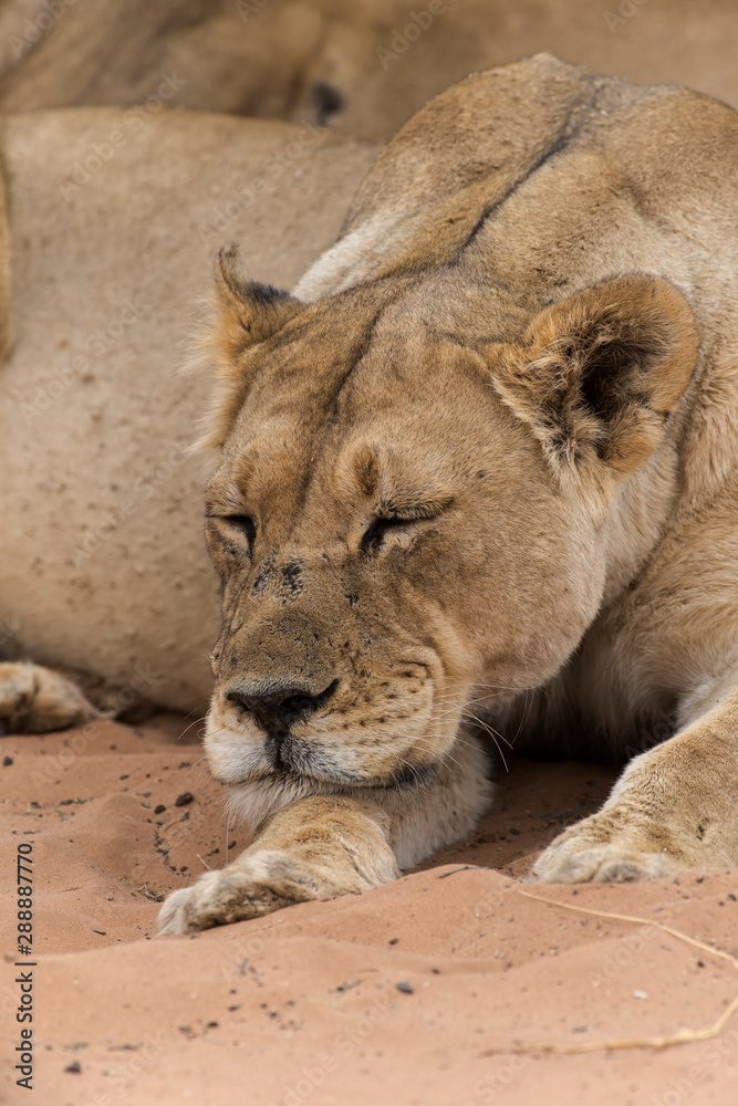 Lion, lionne, Panthera leo, Parc national du Kalahari, Afrique du Sud Lion, lionne, Panthera leo, Parc national du Kalahari, Afrique du Sud