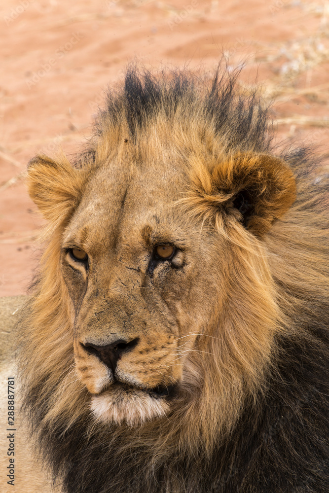 Lion, Panthera leo, Parc national du Kalahari, Afrique du Sud Lion, Panthera leo, Parc national du Kalahari, Afrique du Sud
