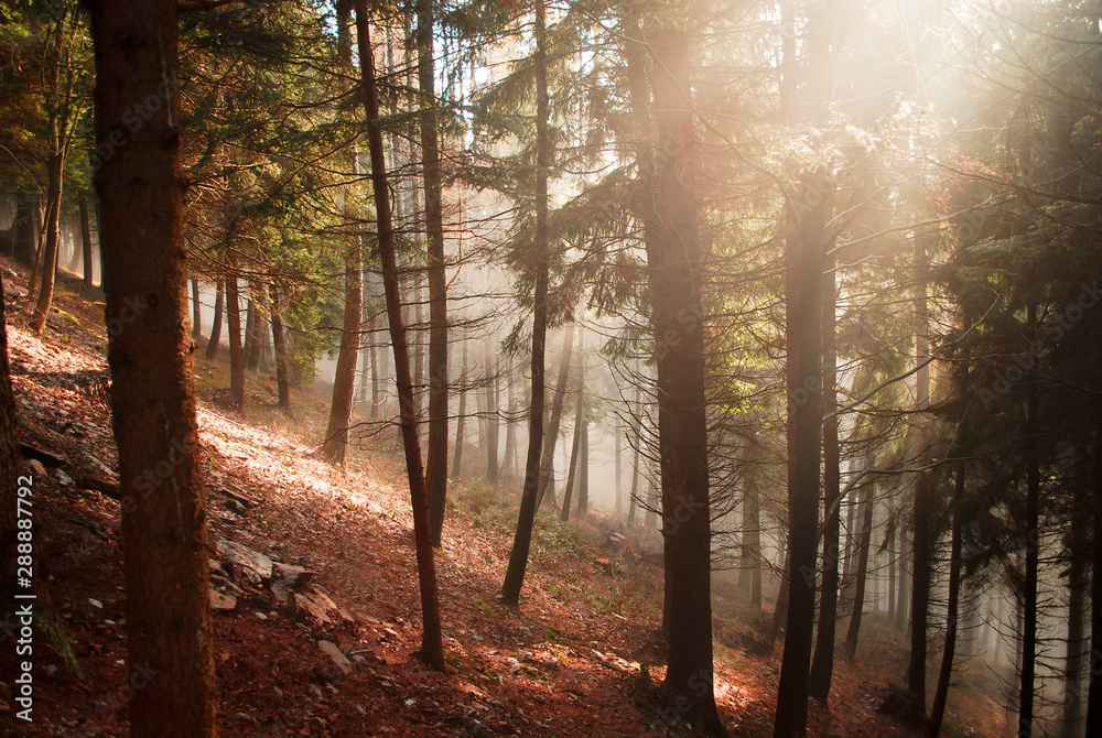 Obraz premium morning in the forest