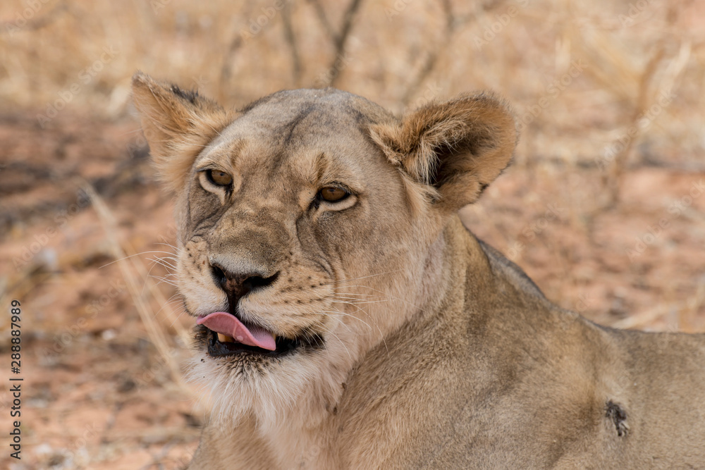 Lion, lionne, Panthera leo, Parc national du Kalahari, Afrique du Sud Lion, lionne, Panthera leo, Parc national du Kalahari, Afrique du Sud