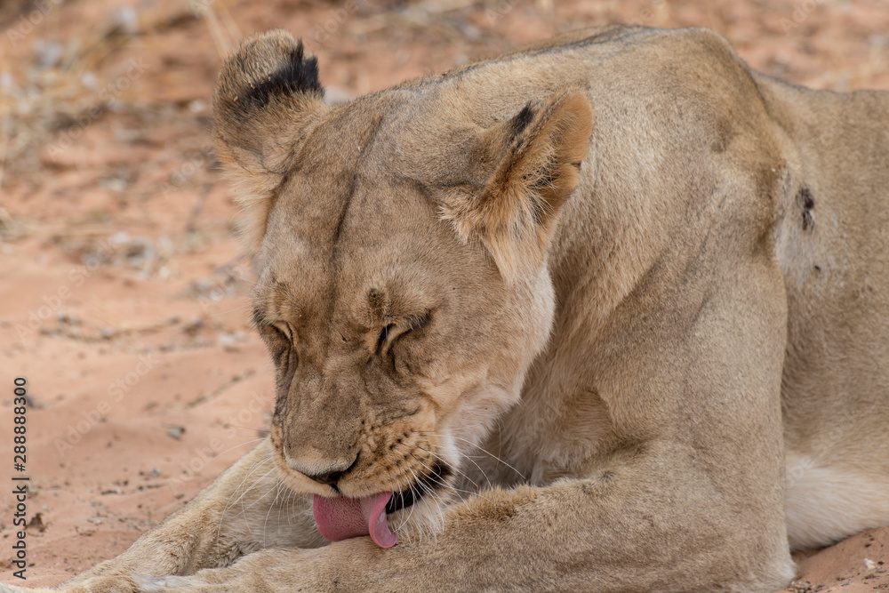 Lion, lionne, Panthera leo, Parc national du Kalahari, Afrique du Sud Lion, lionne, Panthera leo, Parc national du Kalahari, Afrique du Sud