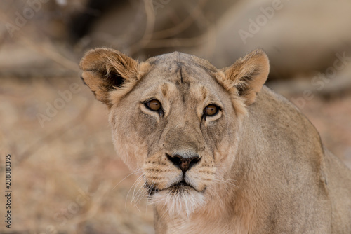 Lion, lionne, Panthera leo, Parc national du Kalahari, Afrique du Sud