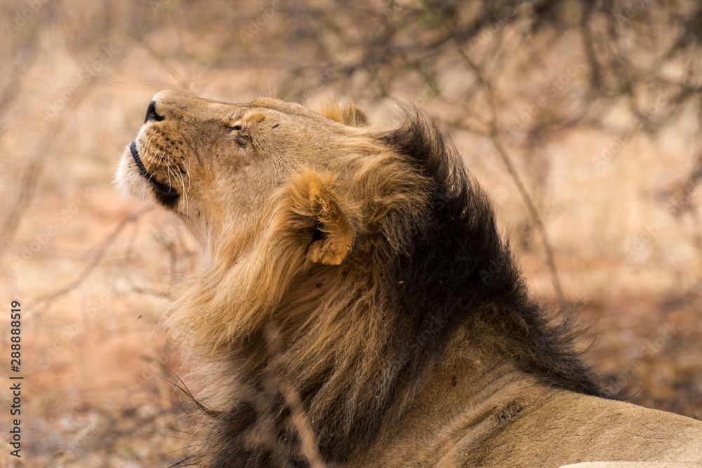 Naklejka premium Lion, Panthera leo, Parc national du Kalahari, Afrique du Sud