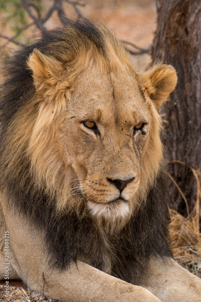 Lion, Panthera leo, Parc national du Kalahari, Afrique du Sud Lion, Panthera leo, Parc national du Kalahari, Afrique du Sud