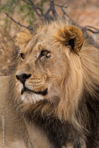 Lion  Panthera leo  Parc national du Kalahari  Afrique du Sud