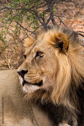 Lion, Panthera leo, Parc national du Kalahari, Afrique du Sud © JAG IMAGES