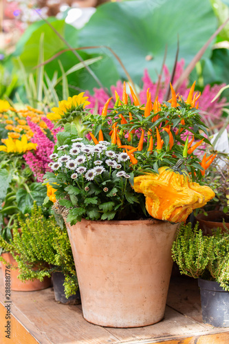 Farm harvest festival, flowers and vegetables in a clay pot, chrysanthemum, hot orange chili peppers, pumpkin squash