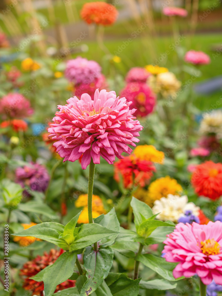 Zinnia flowers are in full blooming Zinnia flowers are in full blooming