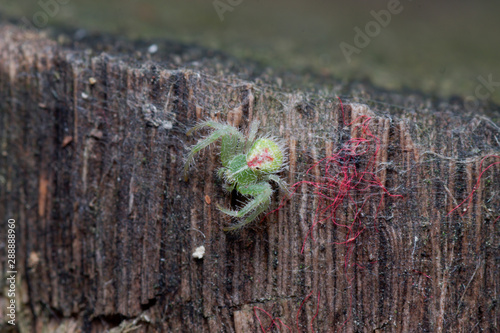 Mały zielony pająk na pniu drzewa w rezerwacie przyrody w Wawrze photo