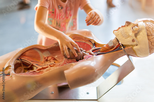 School child studying a model of the human anatomy in biology class photo