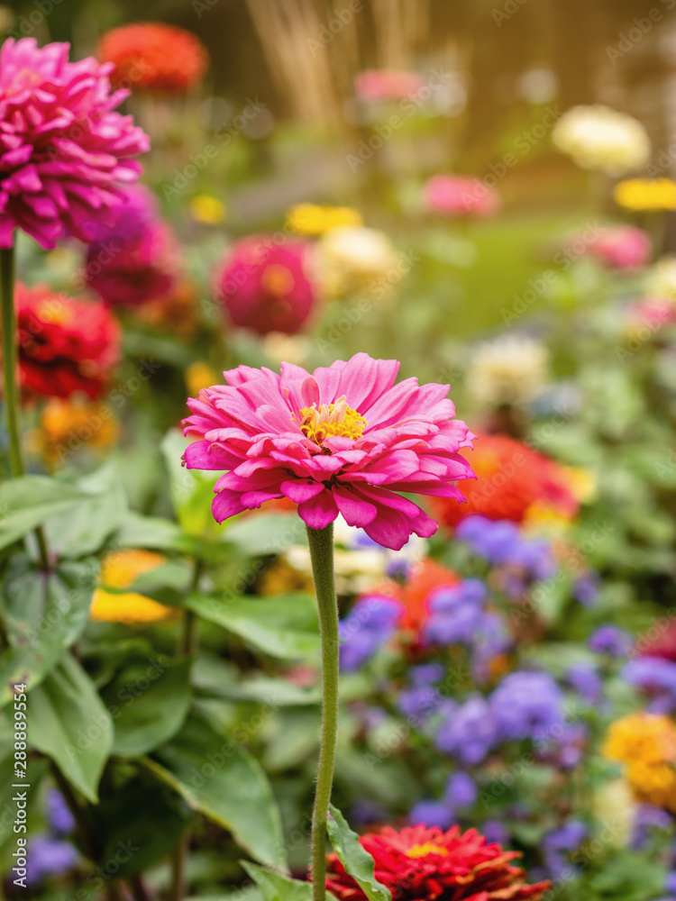 Zinnia flowers are in full blooming Zinnia flowers are in full blooming