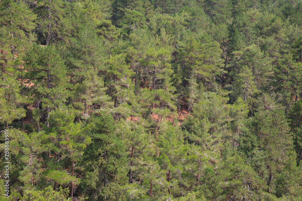 Coniferous forest on the island of Cyprus, landscape