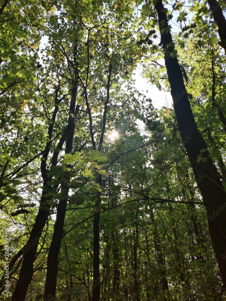 Obraz premium trees in the forest