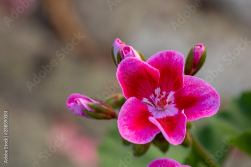 Close-up of Clarkia amoena flower. In red.