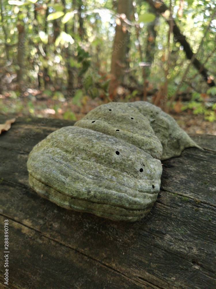 Obraz premium mushroom