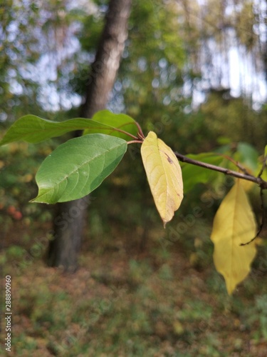autumn leaves on tree © Aleksandr Kostin