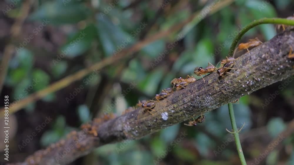 Crowd of termites (Macrotermes) on branch in tropical rain forest. Crowd of termites (Macrotermes) on branch in tropical rain forest.