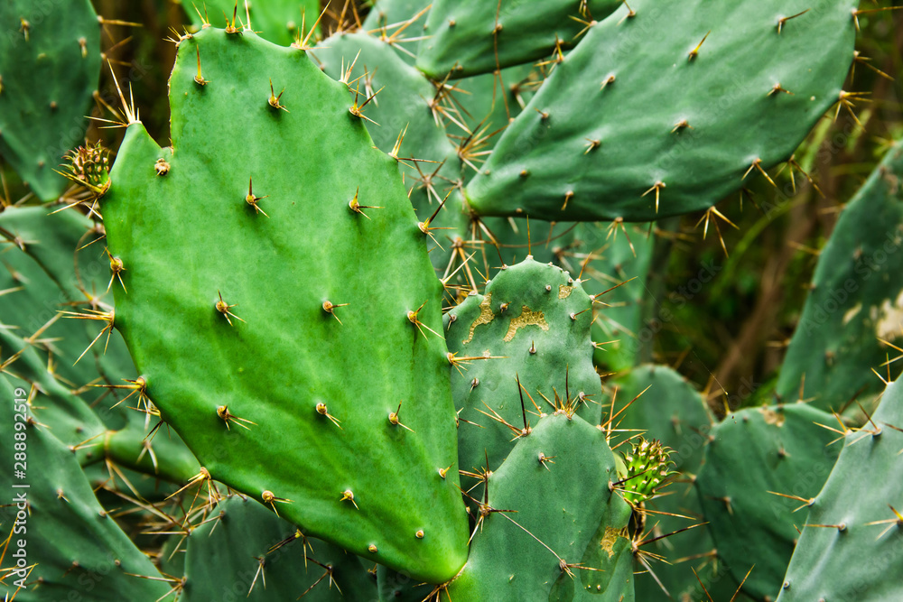Fresh cactus close-up
