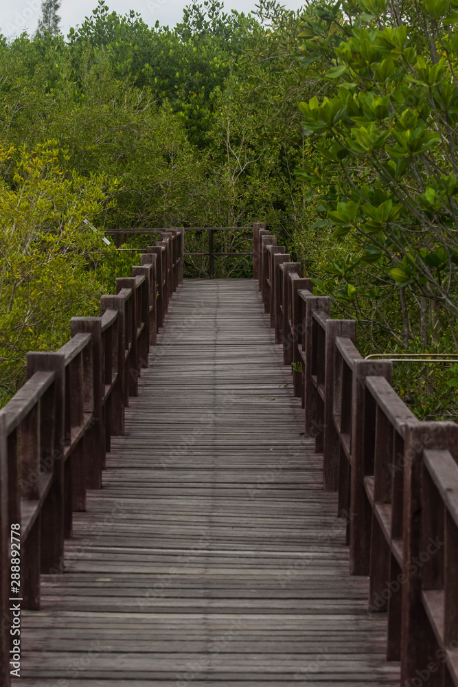 wooden bridge on mangrove forest