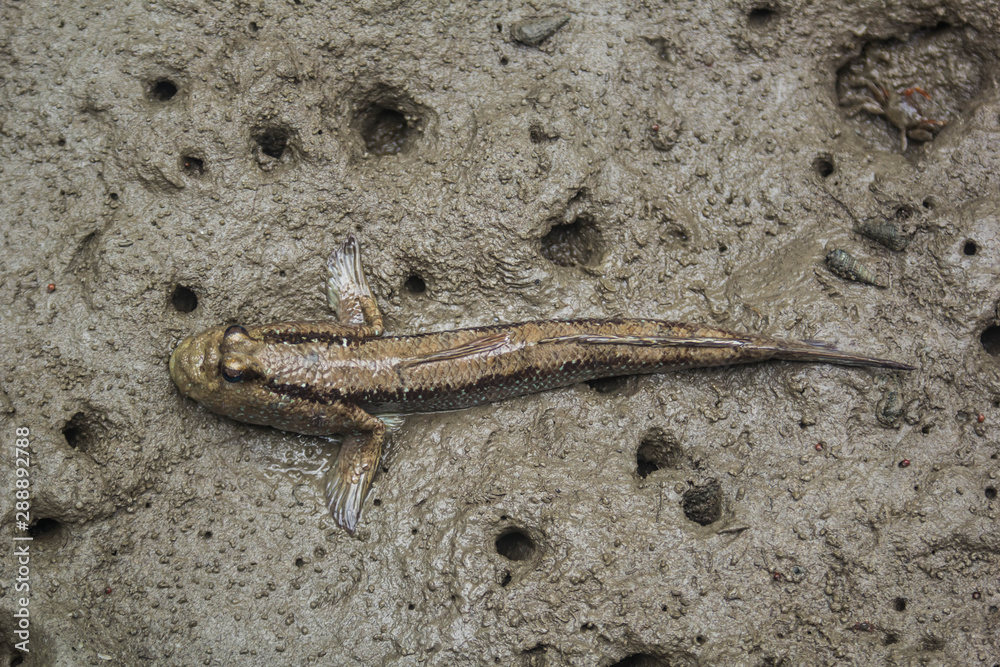Mudskipper in mangrove forest Mudskipper in mangrove forest