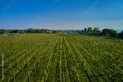 Aerial photography with drone. Grape plantation top view  Italy.