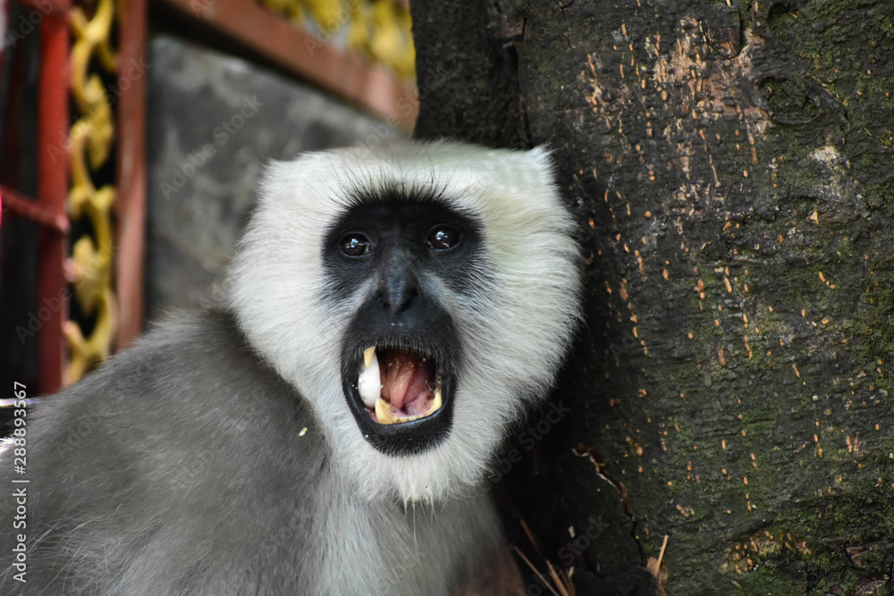 Obraz premium Wildlife And Nature