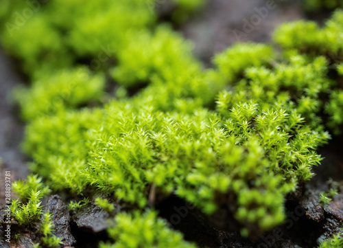 Details of moss for the background