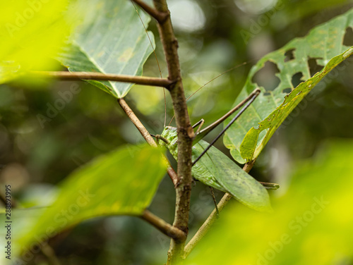 Grasshopper camouflage For rest during the day