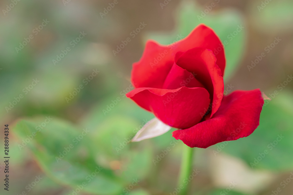 Sweet color of roses flower