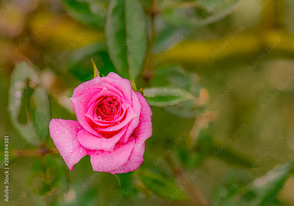 Sweet color of roses flower Sweet color of roses flower