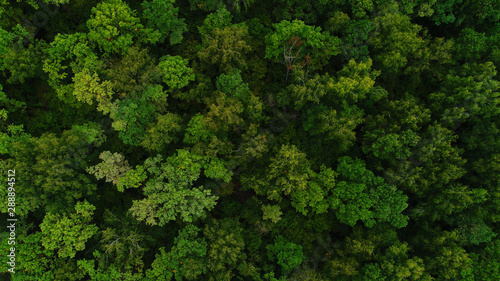 bird s-eye view of deciduous forest