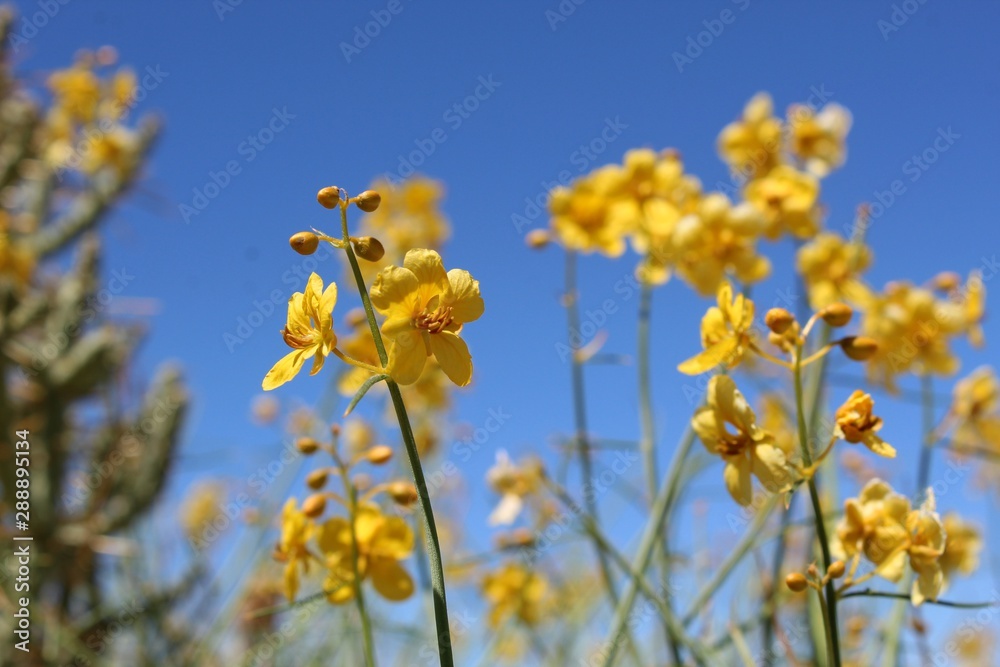 Fototapeta premium Blooming after Summer rains in the margins of 29 Palms is a component of Southern Mojave Desert native plant communities casually referred to as Desert Senna, botanically organized under Senna Armata.