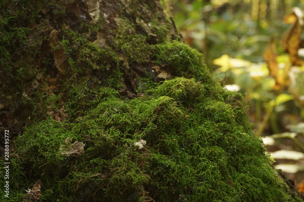 Fototapeta premium green moss on a tree