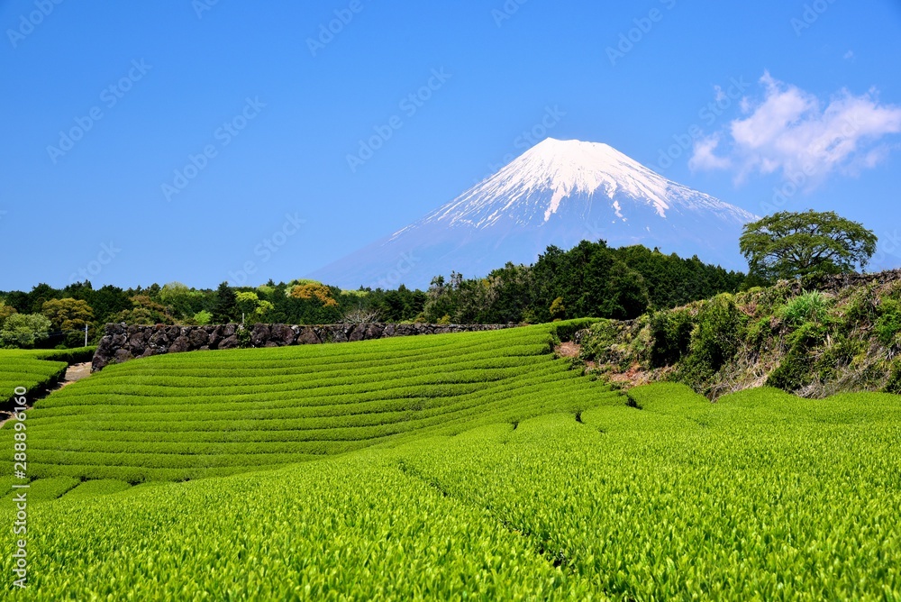 Obraz premium Fudżi i plantacja herbaty