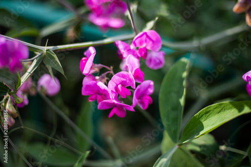 Beautiful flower. Floral background. Garden plants. Flowers in natural light.