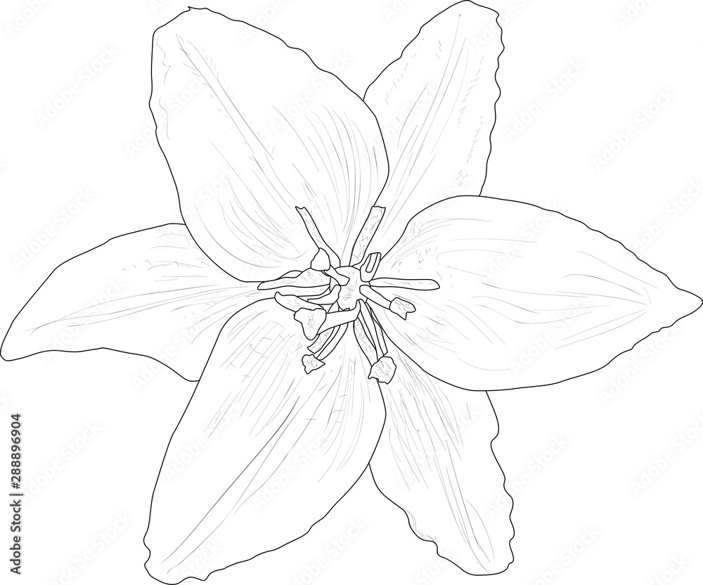 black lily bloom outline illustration