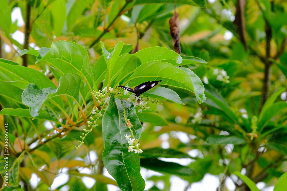 Butterflies cling on fragrant white flowers Butterflies cling on fragrant white flowers
