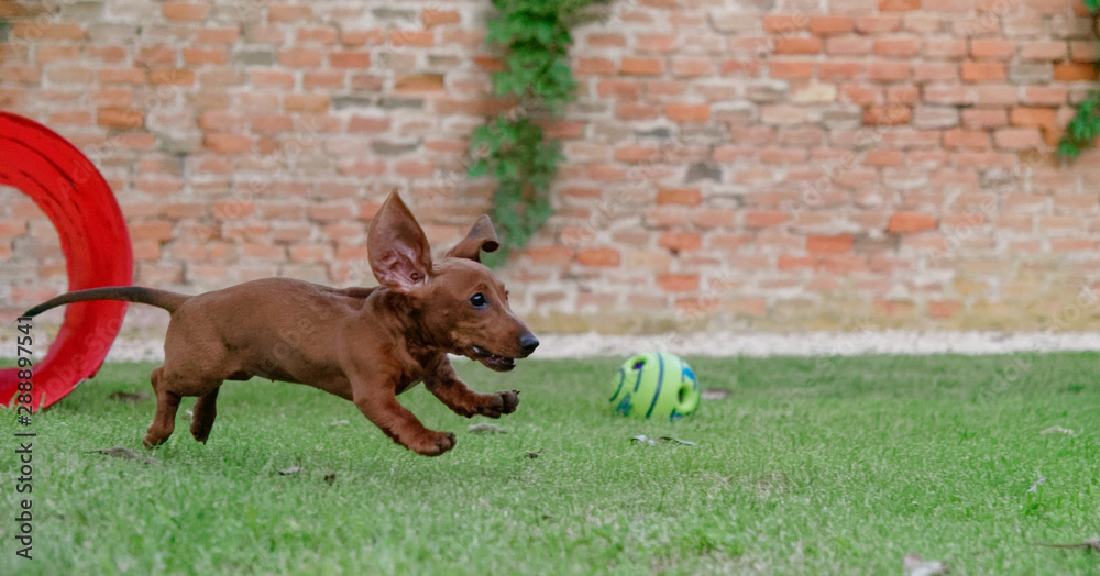 red-haired dachshund runs on a green lawn. dachshund on the fly red-haired dachshund runs on a green lawn. dachshund on the fly
