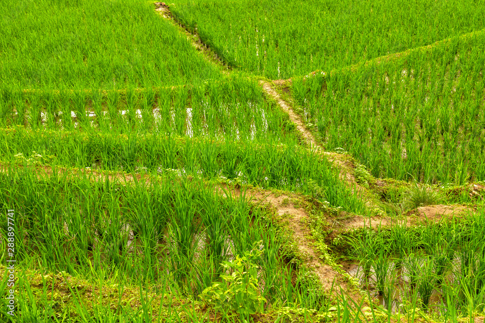 young rice tree on paddy field