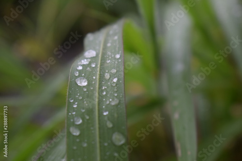 Water Rain Drop with Fresh Stock Footage ,Leaves Macro Water Drops HD wallpaper