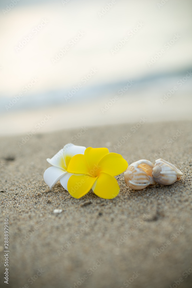 砂浜とプルメリアの花 砂浜とプルメリアの花