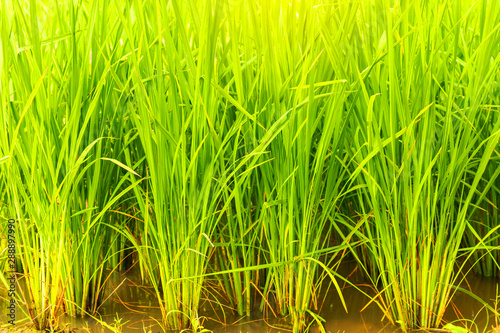 young rice tree on paddy field