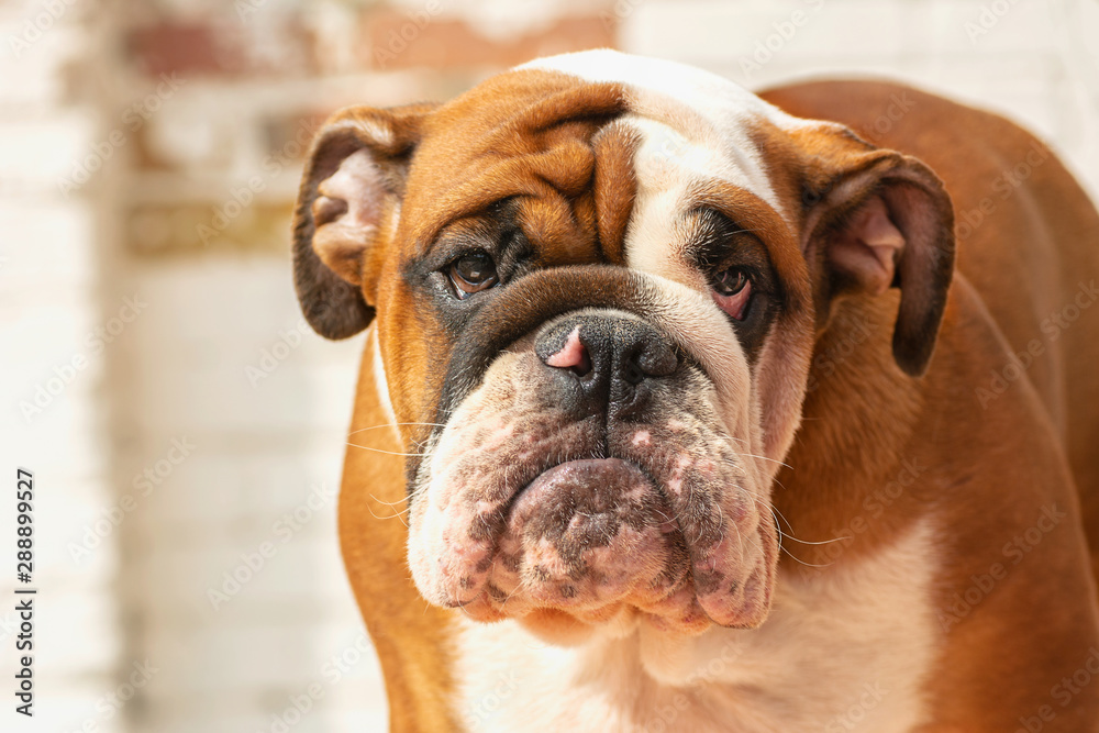 English Bulldog puppy Redhead with white, British breed, head with wrinkles closeup portrait