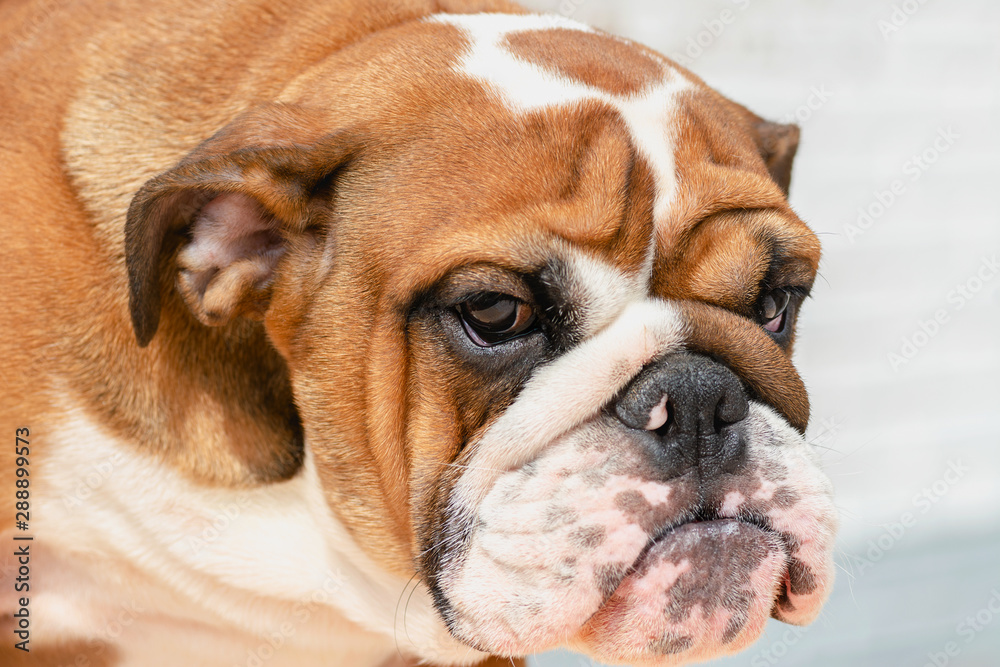 English Bulldog puppy Redhead with white, British breed, head with wrinkles closeup portrait