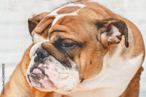 English Bulldog puppy Redhead with white, British breed, head with wrinkles closeup portrait © shediva