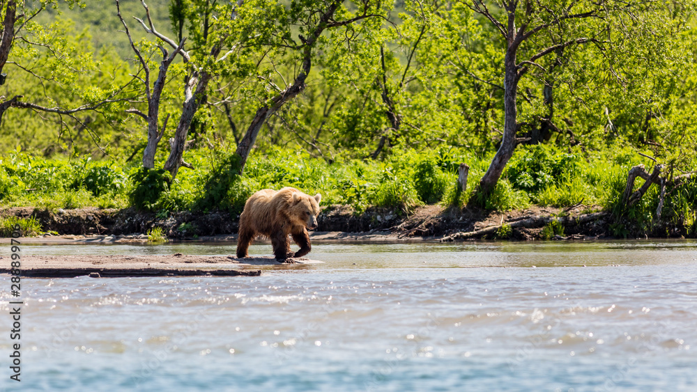 Brown bear (Ursus arctos beringianus) fishing in the Kurile Lake. Kamchatka, Russia Brown bear (Ursus arctos beringianus) fishing in the Kurile Lake. Kamchatka, Russia